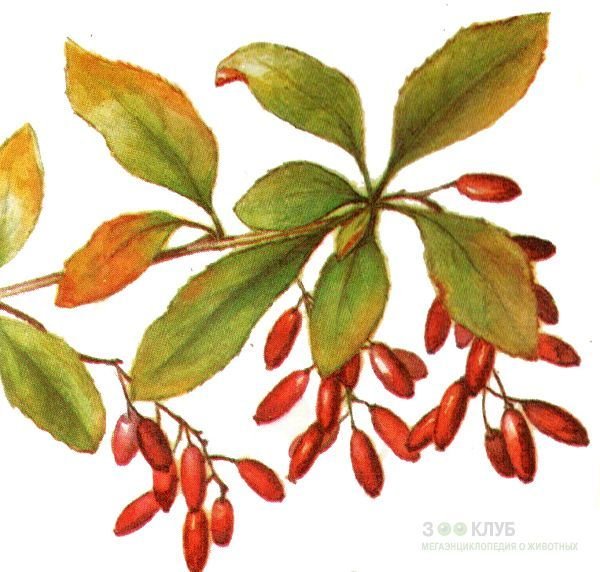 Барбарис Амурский