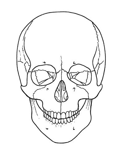 Контур черепа сбоку