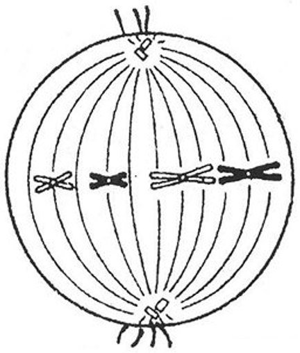 Метафаза митоза без подписей