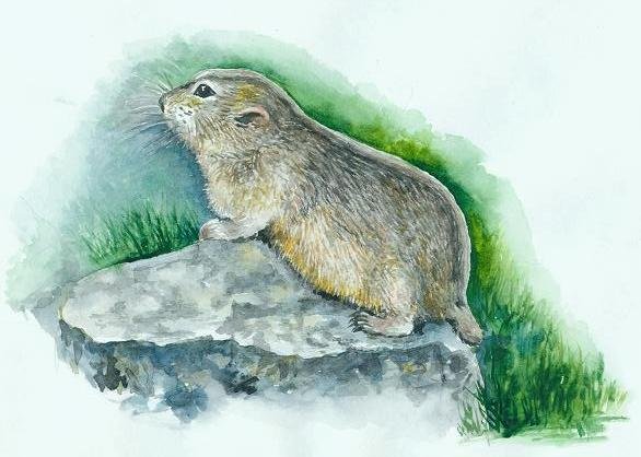 Лесной лемминг рисунок