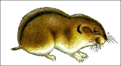 Лемминг без фона