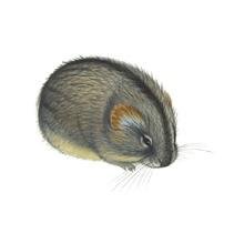 Лемминг карандашом