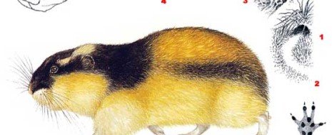 Поэтапное рисование леммингов