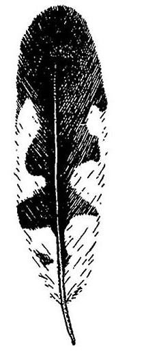 Перышки дятла