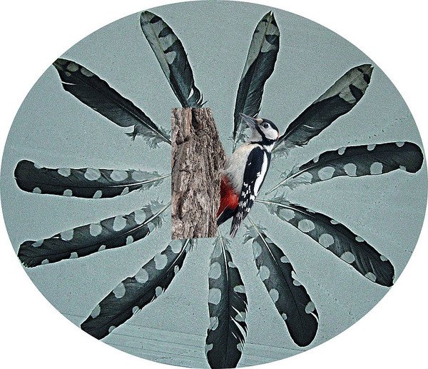 Перья большого пестрого дятла