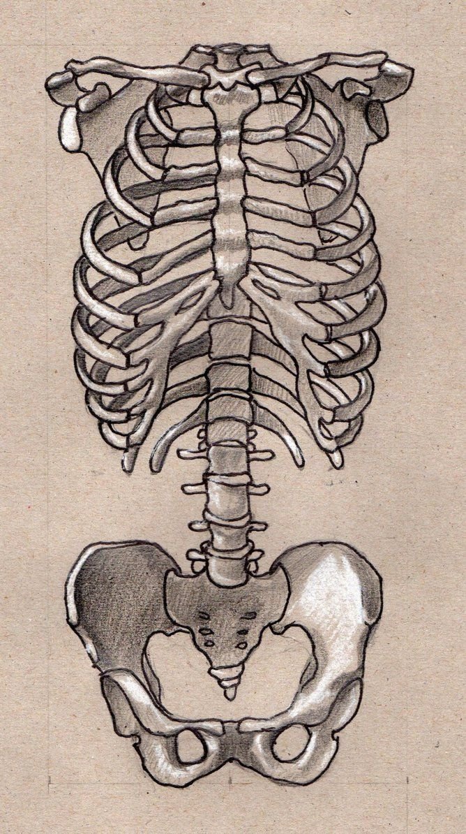 Позвонки ребра и Грудина анатомия