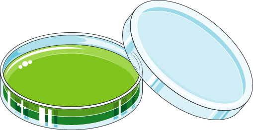 Чашка Петри рисунок