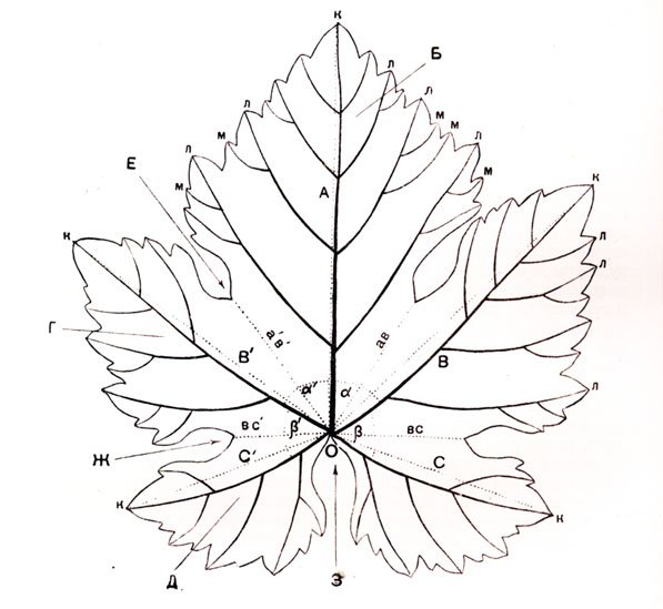Виноградный лист эскиз