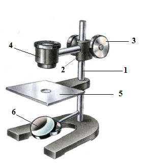 Штативная лупа 5 класс биология