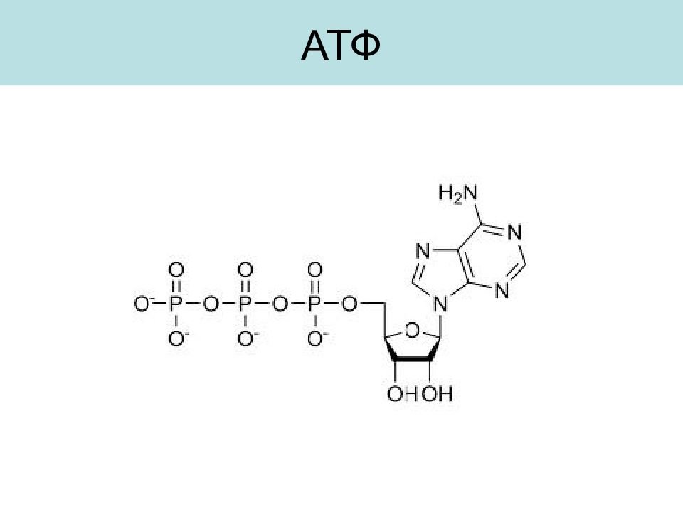 1 строение атф. Структура АТФ формула. Структурная формула АТФ биохимия. Аденозинтрифосфорная кислота формула. Строение АТФ формула.