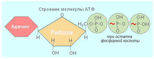 Строение молекулы АТФ биология