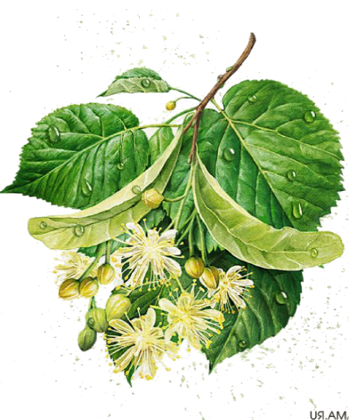 Липа сердцевидная ботаника