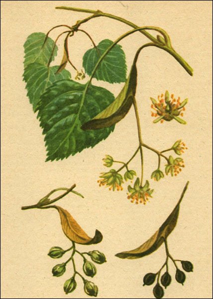 Липа сердцевидная соцветие