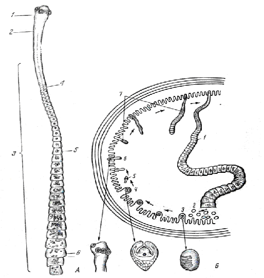 Морфология карликового цепня. Карликовый цепень жизненный цикл. Карликовый цепень (Hymenolepis Nana). Строение карликового цепня.