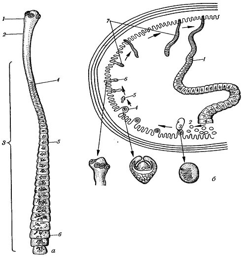 Карликовый цепень строение