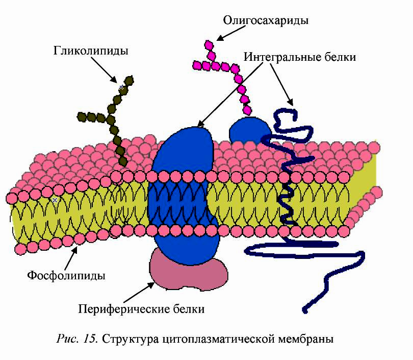 Интегральные белки какие. Функции белков в цитоплазматической мембране. Строение цитоплазматической мембраны бактериальной клетки. Интегральный белок мембраны клетки. Строение наружной клеточной мембраны.