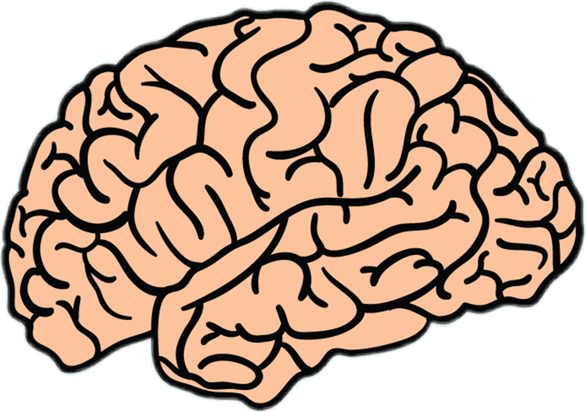 Мозг картинка. Мозг без фона. Мозг нарисованный. Мозг мультяшный.