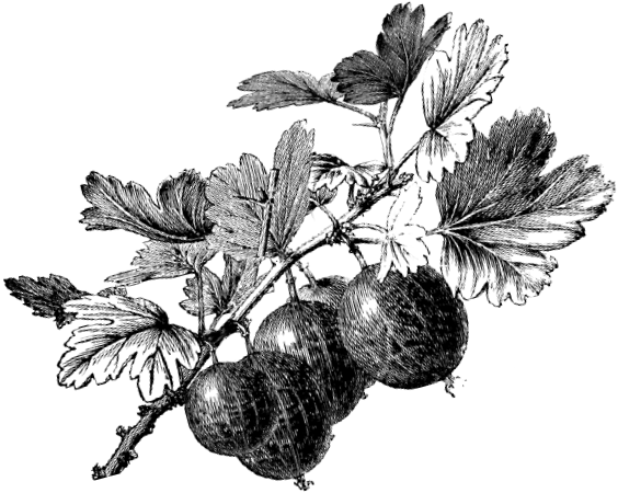 Крыжовник куст