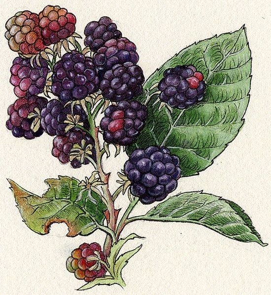 Ежевика картина