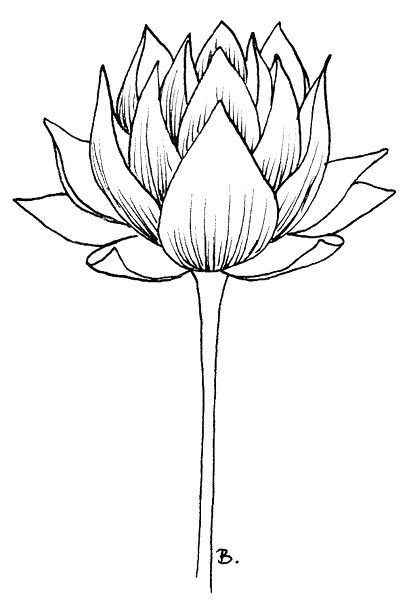 Лотос карандашом