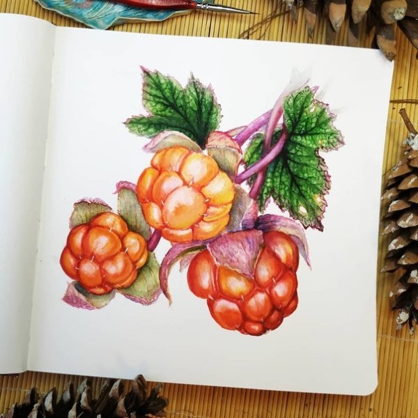 Морошка для рисования