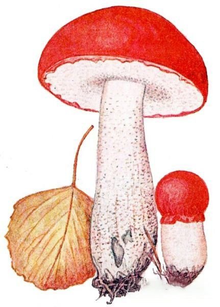 Гриб подосиновик для детей