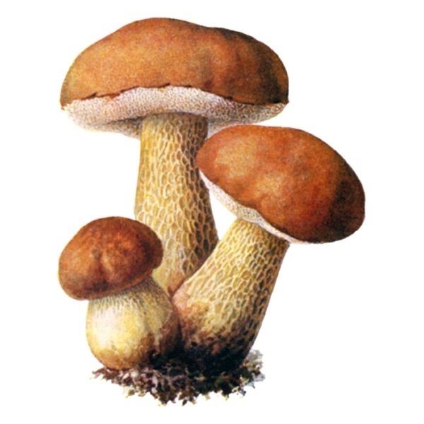 Подберезовик гриб для детей