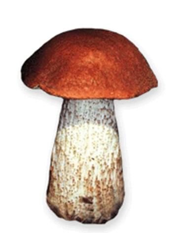 Гриб подберезовик маска для детей