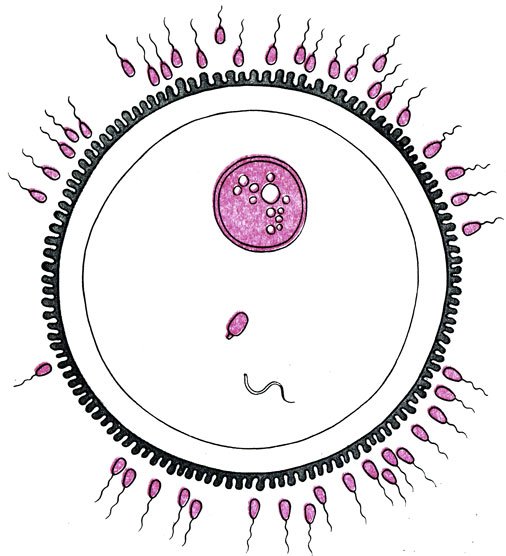 Яйцеклетка зарисовка