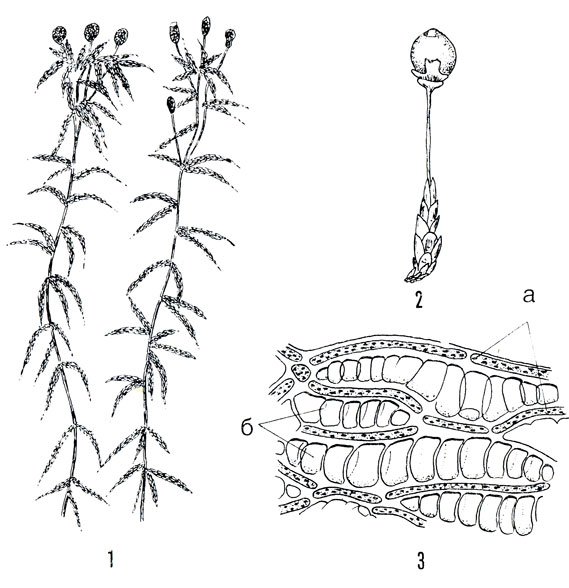 Строение мха сфагнума