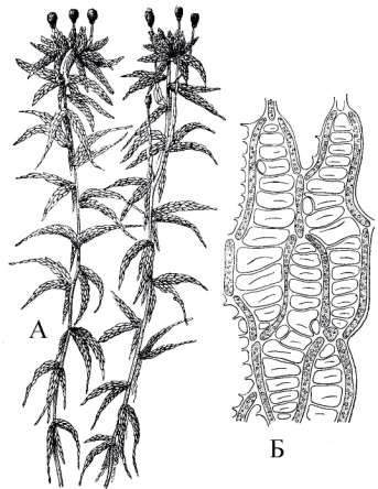 Белый мох сфагнум строение