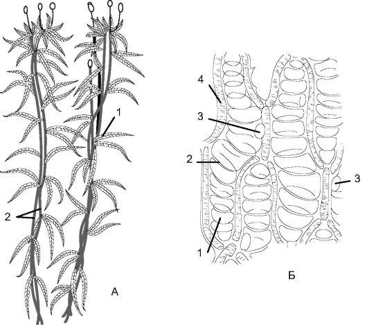 Сфагнум строение рисунок