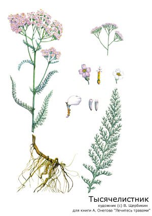 Тысячелистник обыкновенный чб
