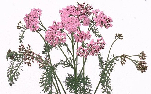 Трава тысячелистника ГФ