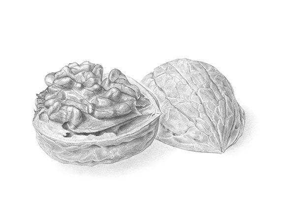 Грецкий орех мультяшный