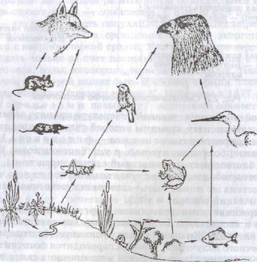 Пищевая цепочка в природе