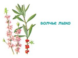 Волчье лыко рисунок