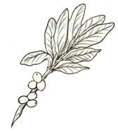 Ядовитые ягоды раскраска Волчье лыко