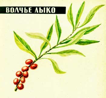 Волчье лыко рисунок карандашом