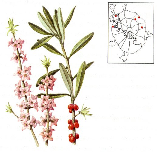 Волчье лыко Ботанический рисунок