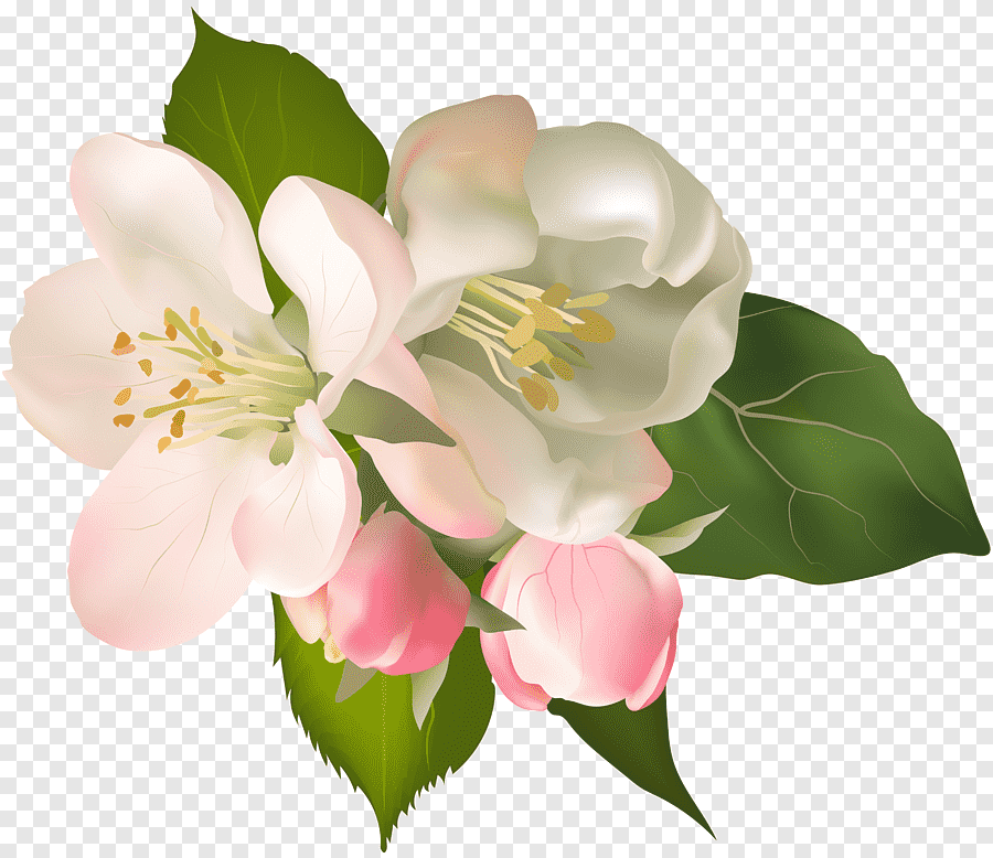 Цветок яблони фото крупным планом на прозрачном фоне