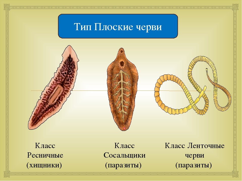 Примеры беспозвоночных животных плоские черви
