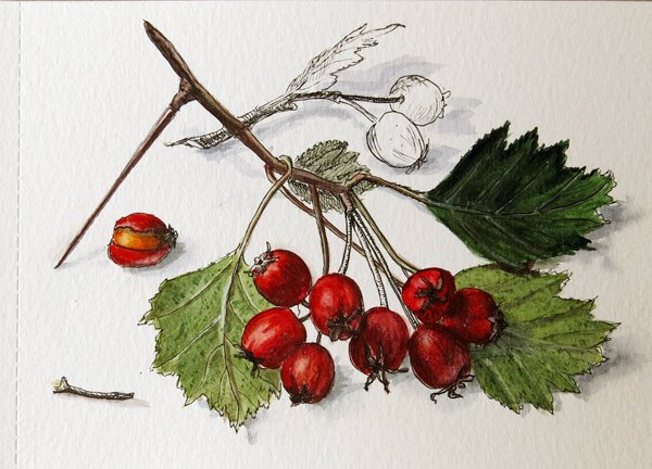 Ветка боярышника акварелью