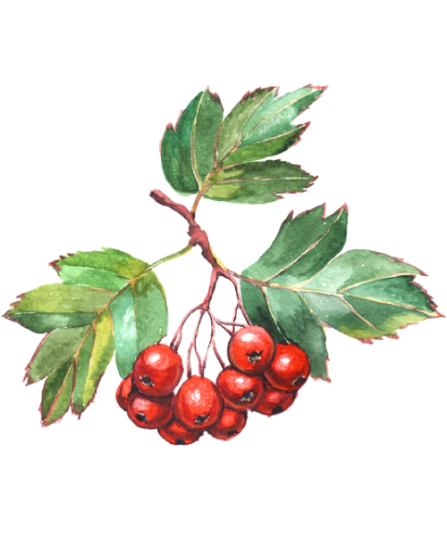 Ветка боярышника акварелью