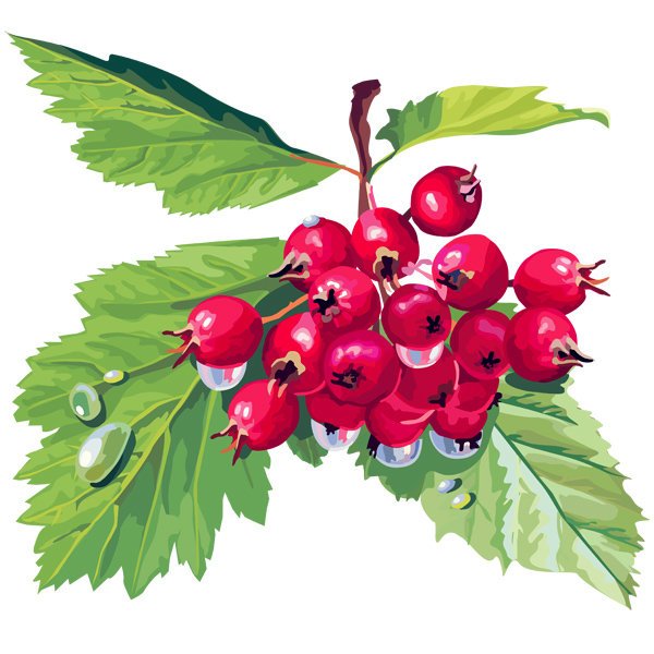 Боярышник плоды 50г