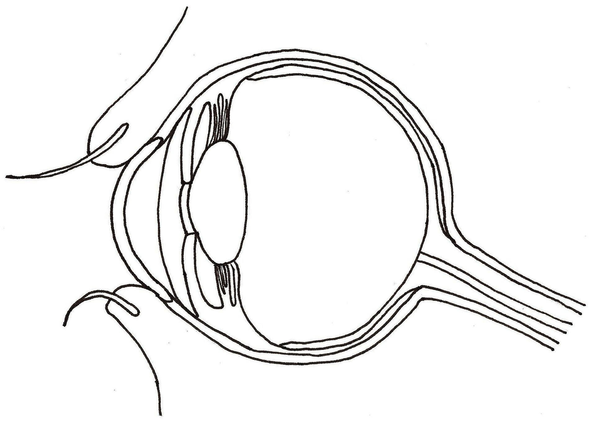 Глаз раскраска анатомия