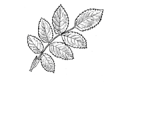 Лист акации рисунок