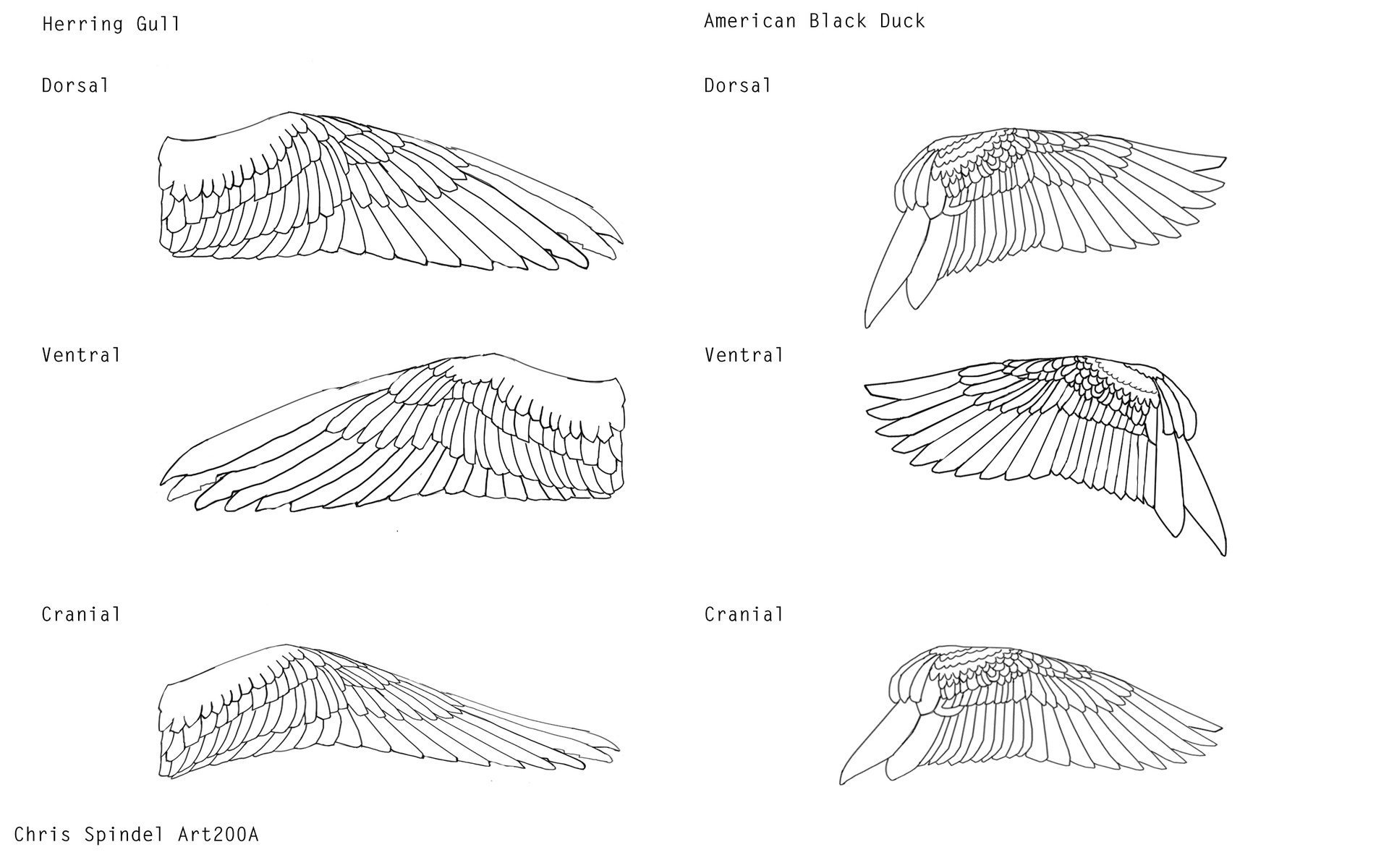 Крылья хищных птиц строение