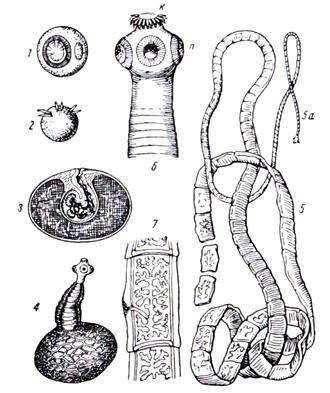 Строение бычьего цепня рисунок