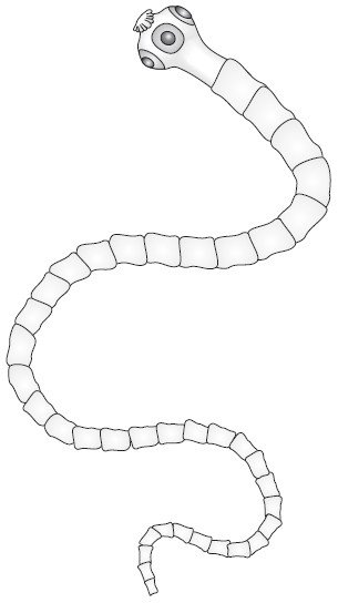 Строение матки бычьего цепня